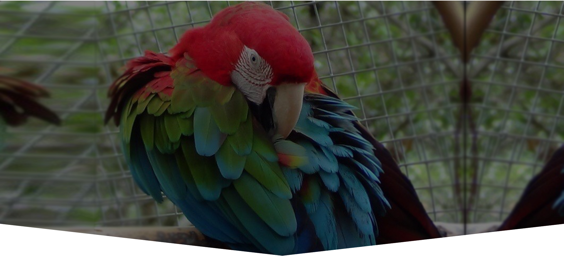 Zaksee parrot sanctuary